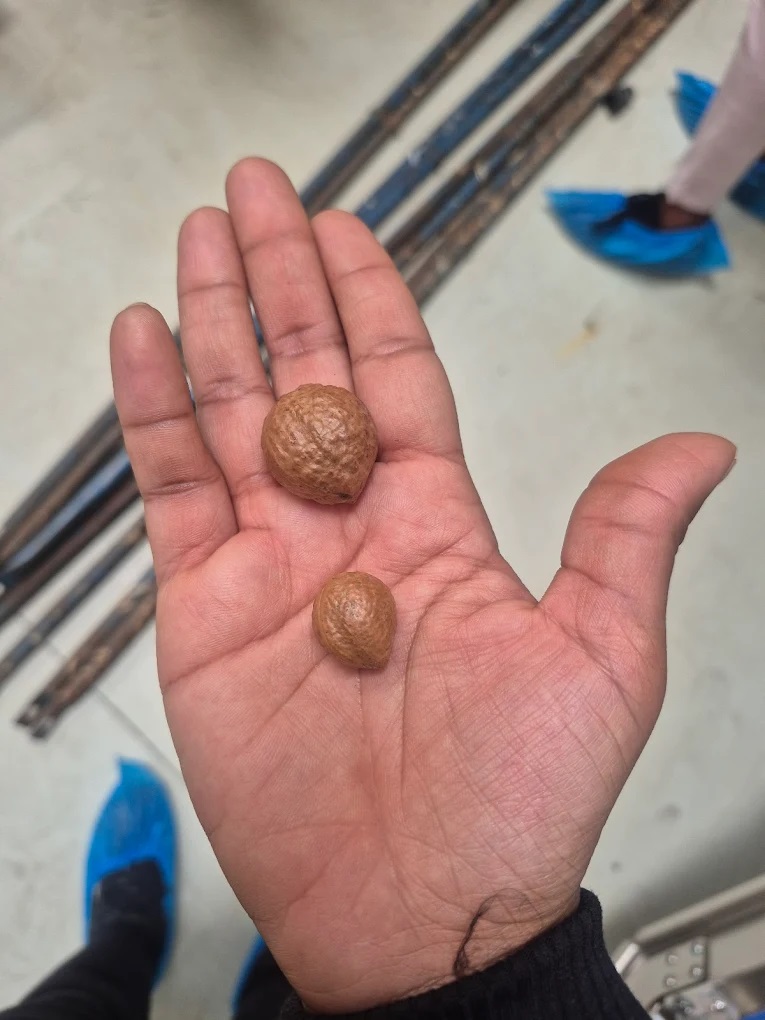 Fresh Dry MACADAMIA NUTS from Kenia
